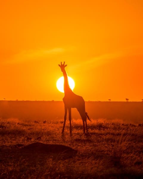 Rejse til Kenya