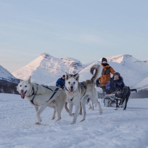 Dag 2: Hundeslæde Dag 2: Hundeslæde